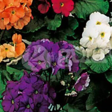 Mixed Wildflower Primula Seeds – Flower Plant