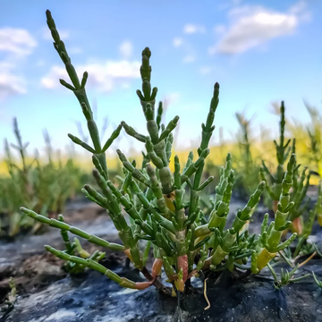 Hardy Coastal Samphire Seeds - Vegetable Plant