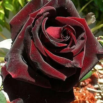  Rose Flower Seeds – Dark Red Holland