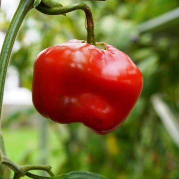 Spicy Pepper Rocoto Seeds – Vegetable Plant