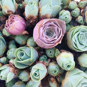 Greenovia Seeds – Mountain Rose Aeonium