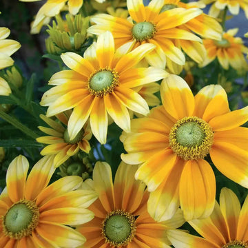 Prairie Sun Rudbeckia Seeds – Flower Plant
