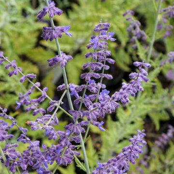 Russian Sage Perovskia Atriplicifolia Seeds – Flower Plant