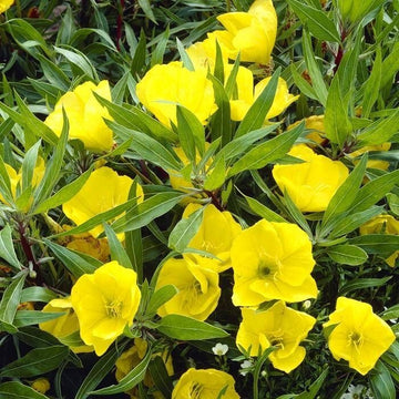 Evening Primrose Oenothera Macrocarpa Seeds – Flower Plant