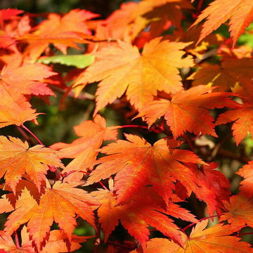 Korean Maple Seeds – Herbal Plant