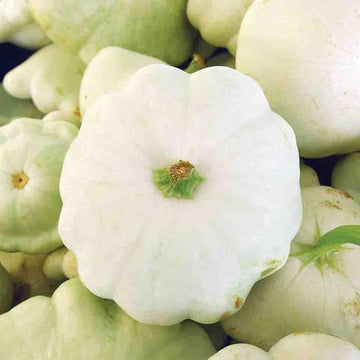 White Patisson Squash Seeds – Vegetable Plant