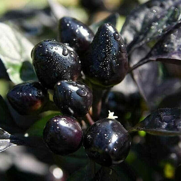 Black Hawk Ornamental Pepper Seeds – Vegetable Plant