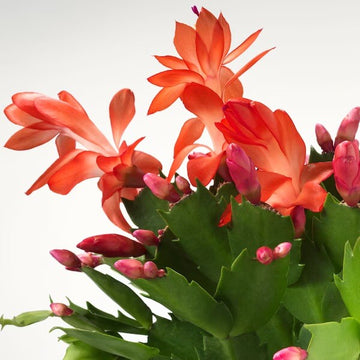 Schlumbergera Seeds - Herbal Plant For Home Gardens