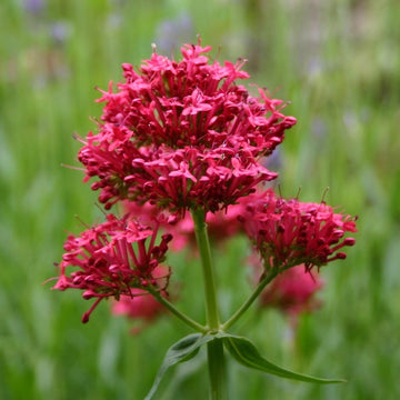 Red Jupiter's Beard Seeds – Herbal Plant