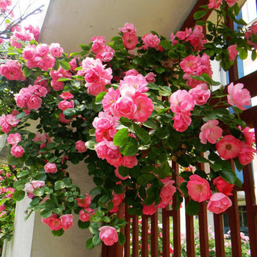 Climbing Pinkie Rose Seeds – Flower Plant