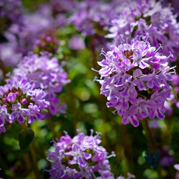 Lemon Thyme Seeds - Herbal Plant