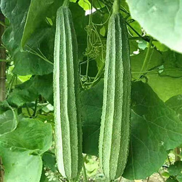 Angled Muop Khia Luffa Seeds – Vegetable Plant