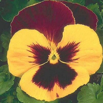 Dynamite Red Yellow Pansy Seeds – Flower Plant