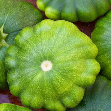 Malachite Green Patty Pan Squash Seeds – Vegetable Plant