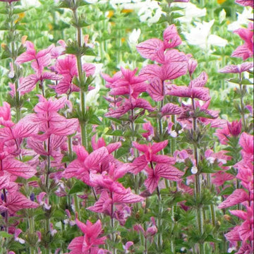 Viridis Salvia Seeds – Flower Plant