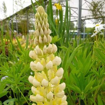 Yellow & White Lupine Seeds – Flower Plant