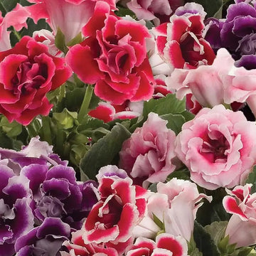 Gloxinia Sinningia Speciosa Seeds – Flower Plant