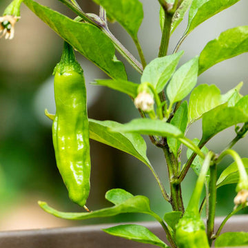 Shishito Pepper Seeds – Vegetable Plant