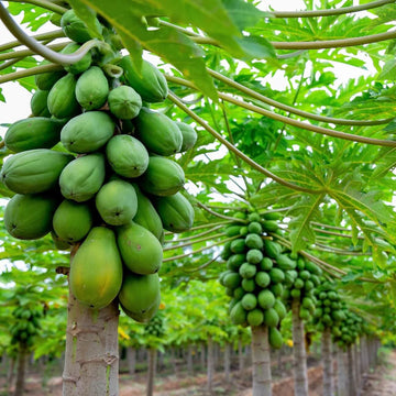 Carica Papaya Seeds – Fruit Plant