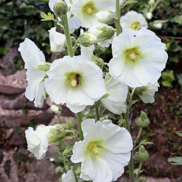 White Hollyhock Seeds –  Flower Plant