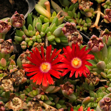 Red Ice Plant Seeds – Flower Plant