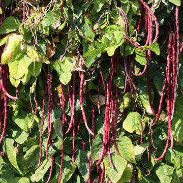 Red Noodle Bean Seeds – Vegetable Plant