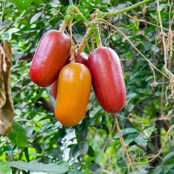 Cassabanana Sicana Odorifera Seeds – Vegetable Plant