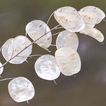 Annual Honesty Lunaria Seeds – Flower Plant