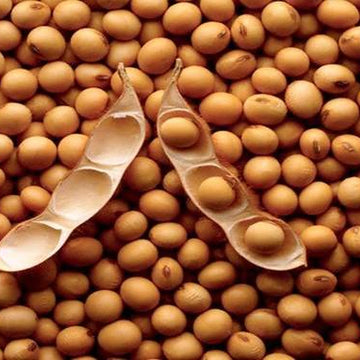 Protein-Rich Soybean Seeds – Vegetable Plant