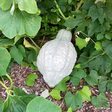 Chicago Warted Hubbard Squash Seeds – Vegetable Plant