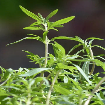 Summer Savory Seeds – Herbal Plant