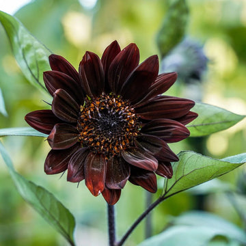 Chocolate Sunflower Seeds – Flower Plant