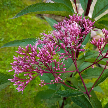 Perennial Joe Pye Seeds – Flower Plant