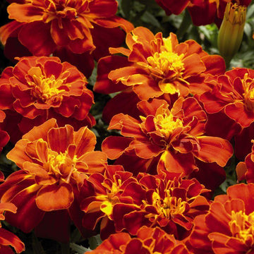 Safari Scarlet Marigold Seeds – Flower Plant