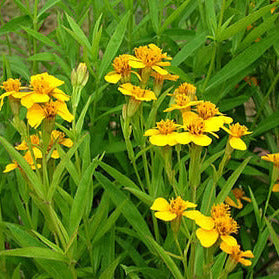 Aromatic Estragon Seeds – Herbal Plant