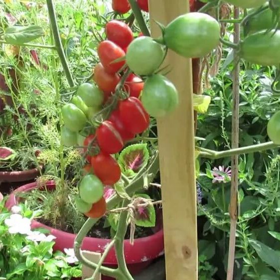 tomate seeds-grapes