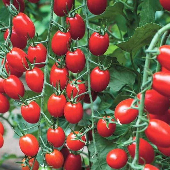 tomate seeds-grapes