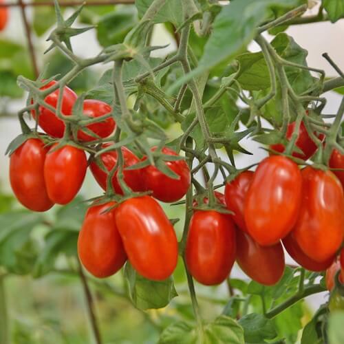 tomate seeds-grapes