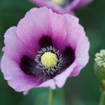 Papaver somniferum Poppy Seeds – Flower Plant