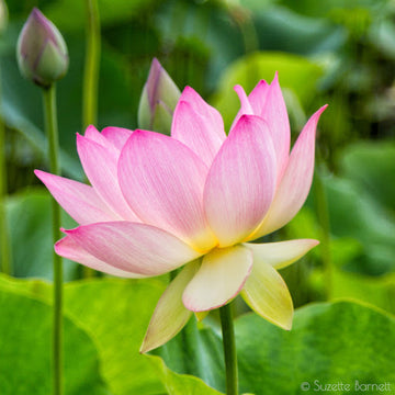 Sacred Nelumbo Nucifera Lotus Seeds – Flower Plant