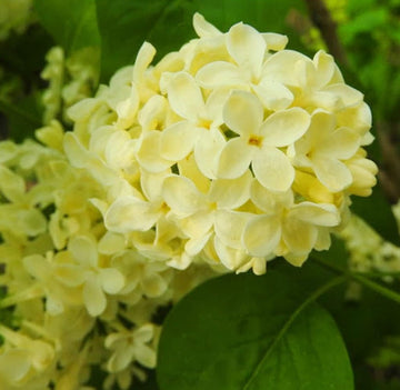 Yellow Lilac Seeds – Flower Plant