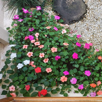 Wildflower Mix Lizzie Seeds – Flower Plant