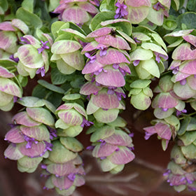 Kirigami Origanum Seeds – Herbal Plant