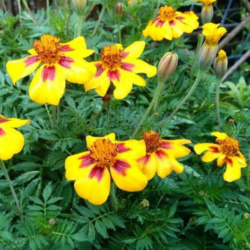 Marigold Naughty Marietta Seeds – Flower Plant