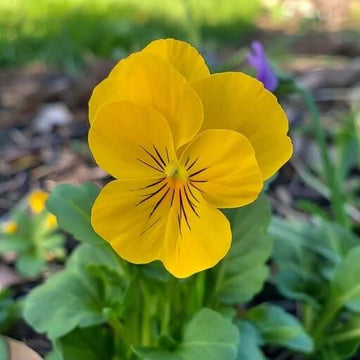 Vibrant Heirloom Yellow Pansy Seeds – Flower Plant