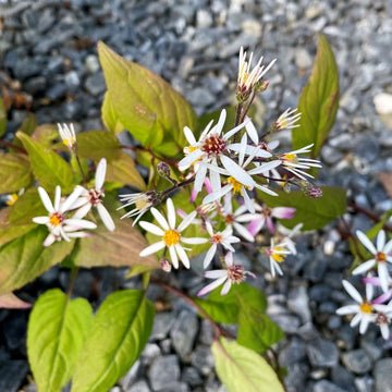 white wood aster seeds -Aster Divaricatus