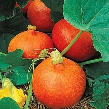 Red KuriSquash Seeds – Fruit Plant