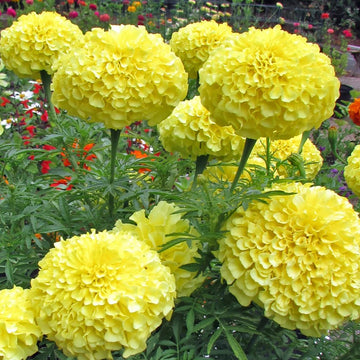 Marigold Seeds - African, Light Yellow